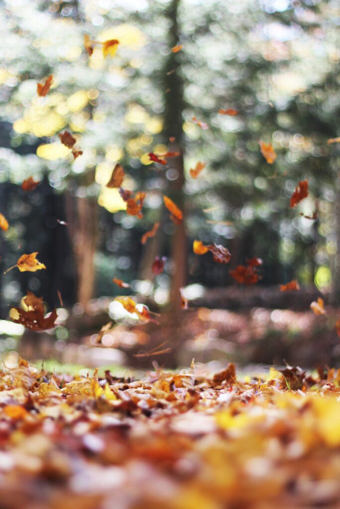 autumn mott rodeheaver spd9csowcky unsplash